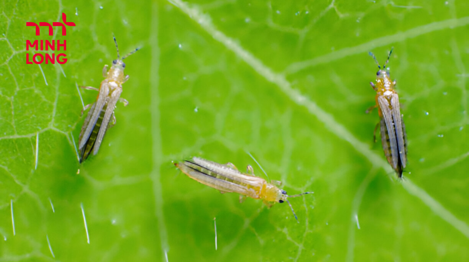 How to Effectively Prevent and Control Rice Thrips in Rice Fields