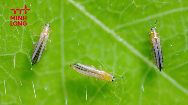 How to Effectively Prevent and Control Rice Thrips in Rice Fields