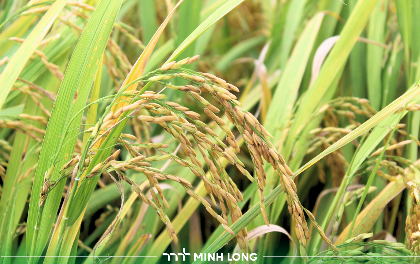 Giải pháp phòng trị bệnh lem lép hạt với Tin Tin Super 40SC