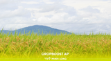 Bí quyết kích thích vô gạo, xanh lá đòng, nâng cao năng suất lúa với Cropboost AP