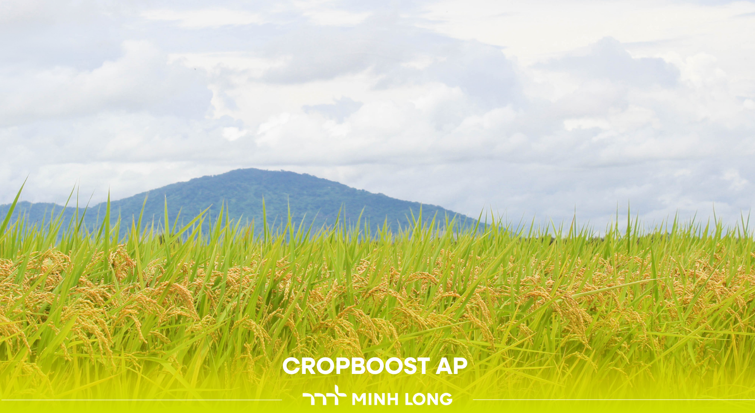 Secrets to Stimulate Grain Filling, Promote Green Tillers, and Boost Rice Yield with Cropboost AP