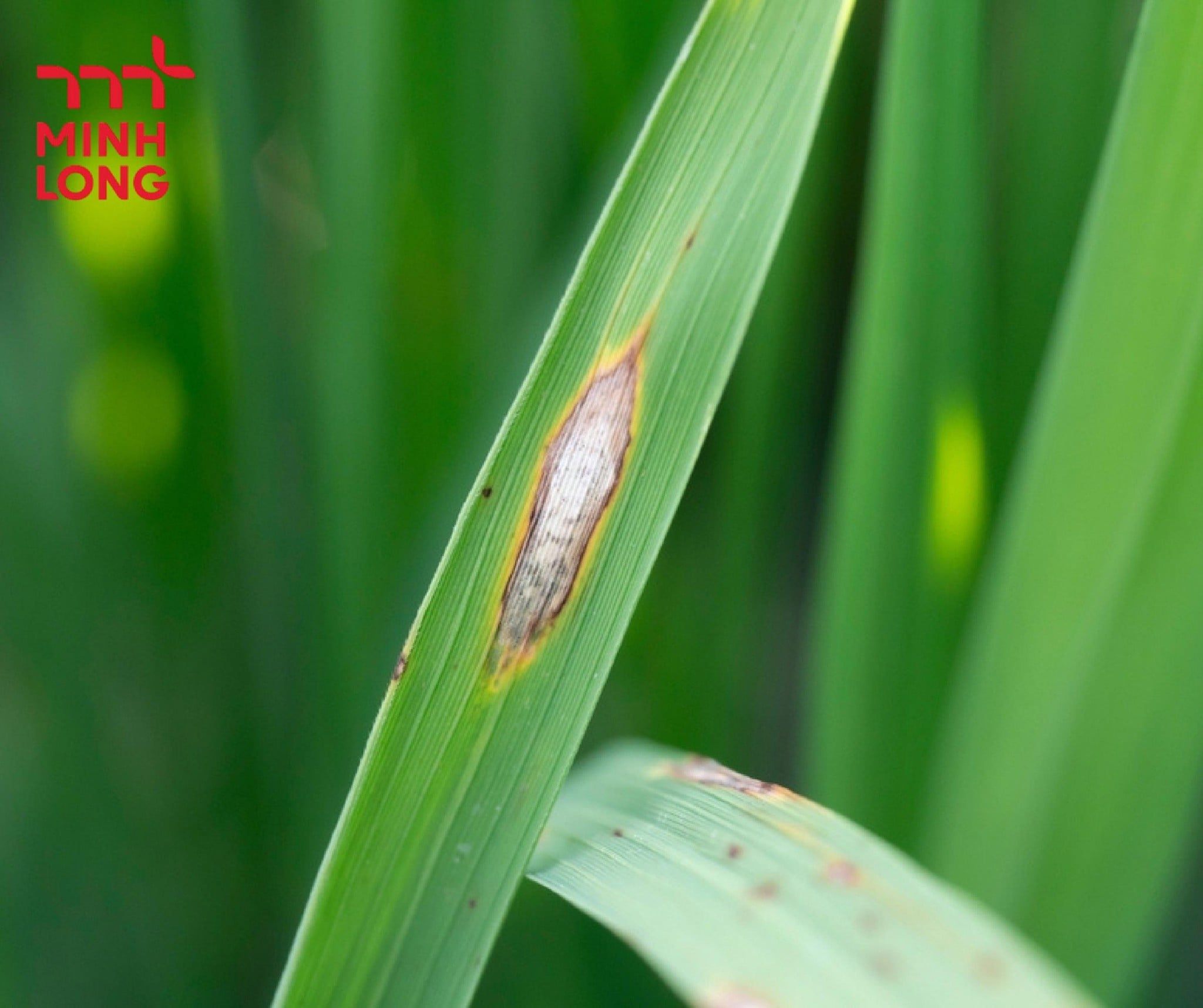 How to Effectively Prevent and Control Rice Blast Disease