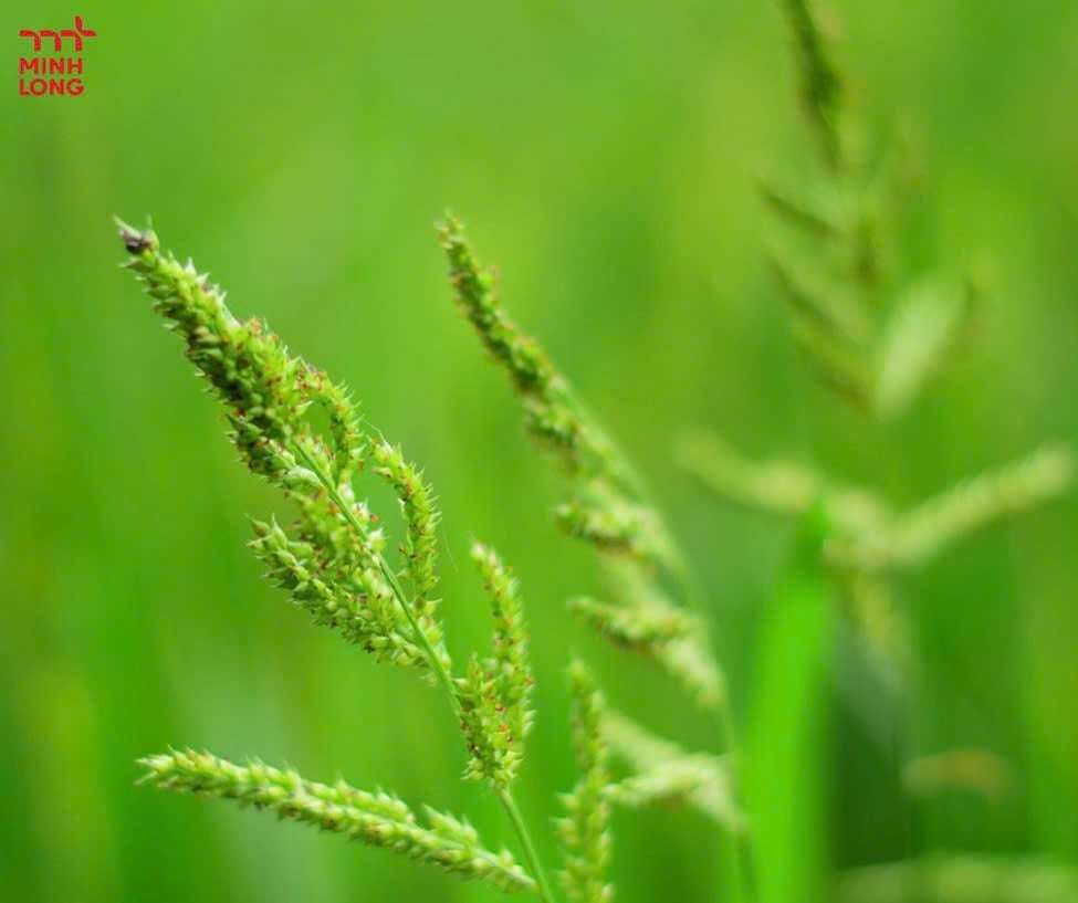 How to Completely Control Barnyard Grass and Sprangletop Weeds