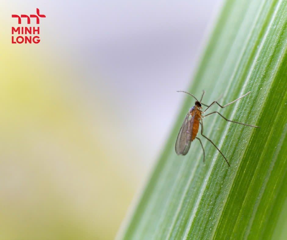 How to Effectively Prevent and Control Salinity Injury in Rice