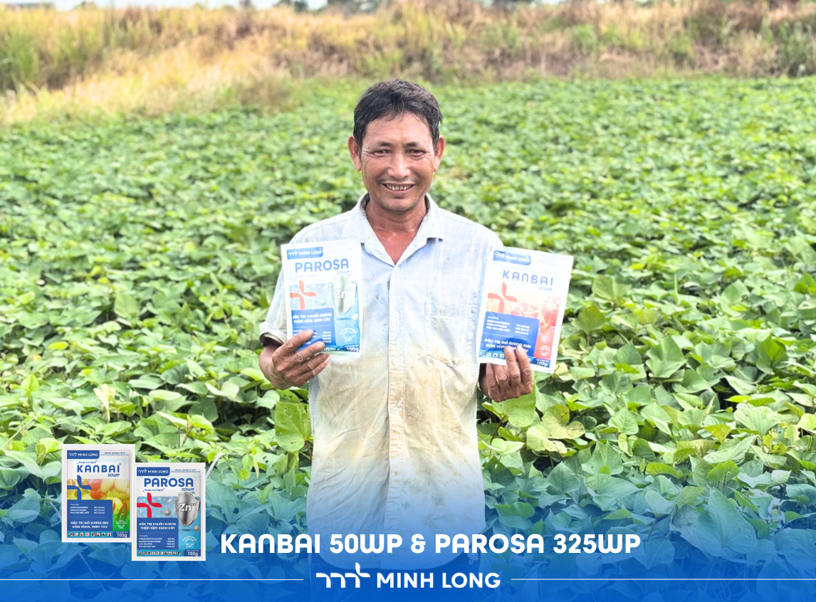 Integrated Disease Management Solutions for Sweet Potato