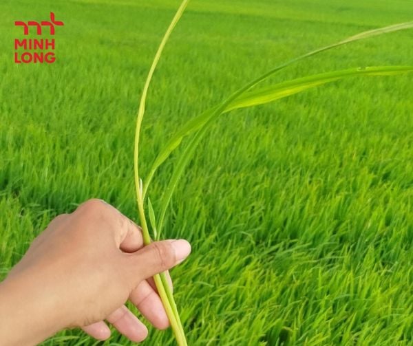 Effective Ways to Prevent and Control Salinity Injury in Rice