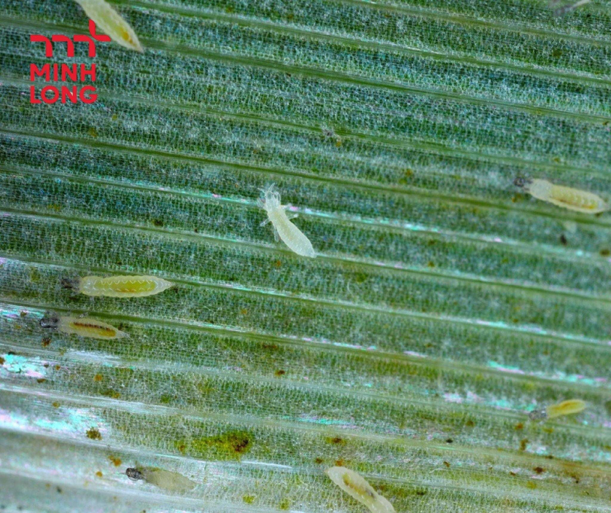 How to Effectively Prevent and Control Rice Thrips