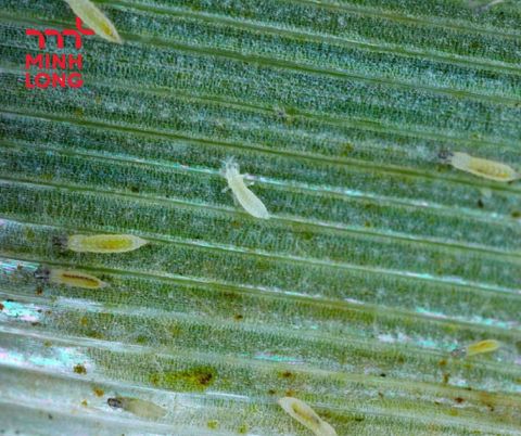 How to Effectively Prevent and Control Rice Thrips