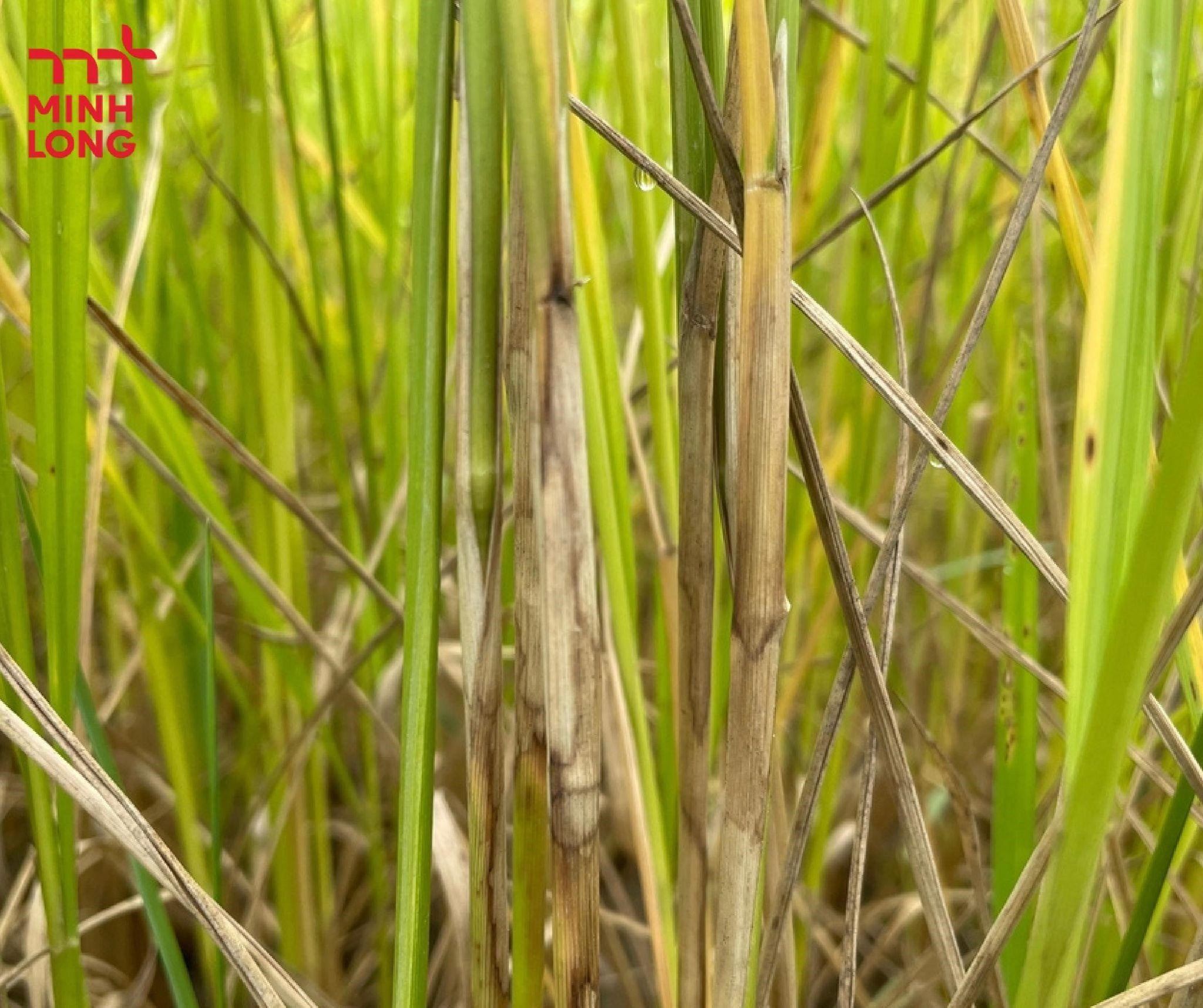 How to Effectively Prevent and Control Sheath Blight Disease in Rice