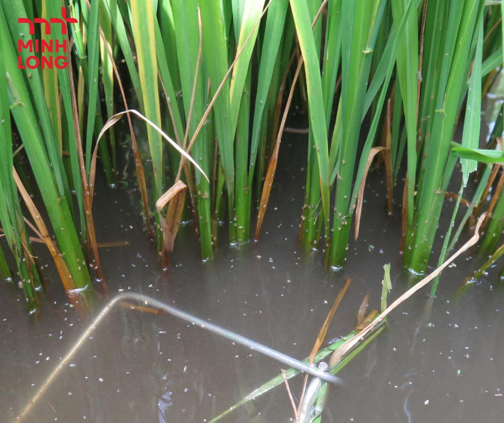How to Effectively Prevent and Control Brown Planthopper in Rice Fields