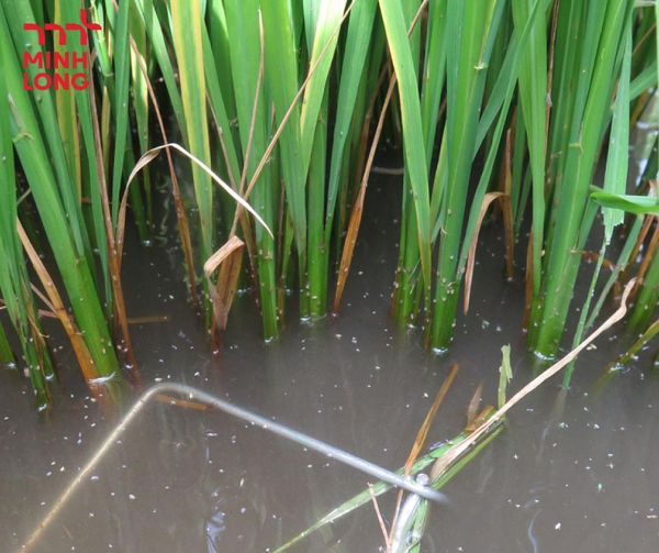 How to Effectively Prevent and Control Brown Planthopper in Rice Fields
