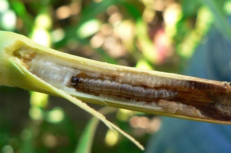 Rice Stem Borer: Damage and How to Manage It Effectively