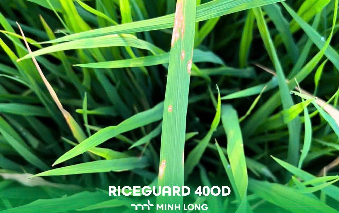 Biện pháp phòng và điều trị bệnh đạo ôn trên ruộng lúa