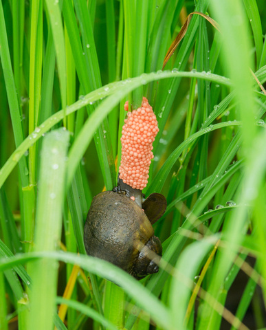 Snail Control Pesticide