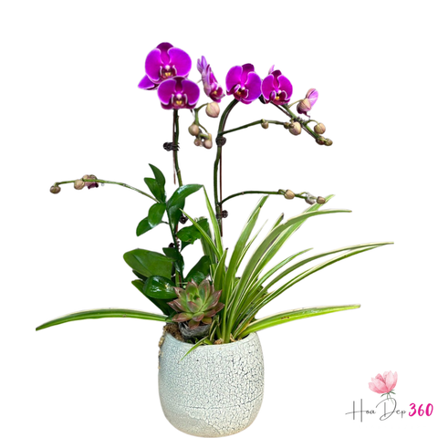 Cách Chăm Lan Hồ Điệp Sau Khi Hoa Tàn Để Cây Sớm Ra Đợt Mới