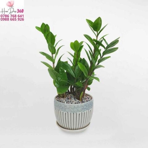Cây Để Bàn Làm Việc Đẹp, Dễ Chăm, Hợp Phong Thủy