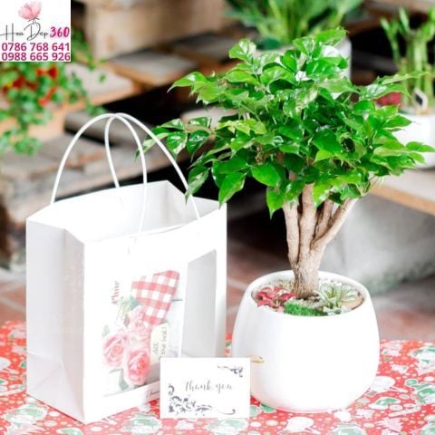 Cây Hạnh Phúc Có Hoa Không? Khi Nào Ra Hoa Và Cách Chăm Sóc