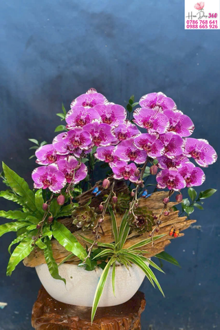 Trang Trí Lan Hồ Điệp Ngày Tết Đẹp & Sang Trọng