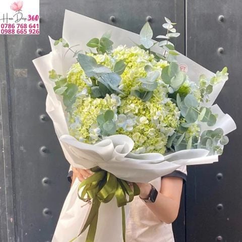 Ý Nghĩa Hoa Cẩm Tú Cầu Theo Màu Sắc, Tình Yêu Và Chúc Mừng