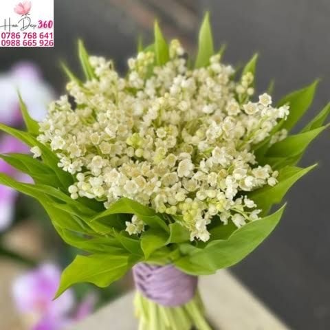 Ý Nghĩa Hoa Linh Lan Biểu Tượng Của Hạnh Phúc Tình Yêu Và May Mắn