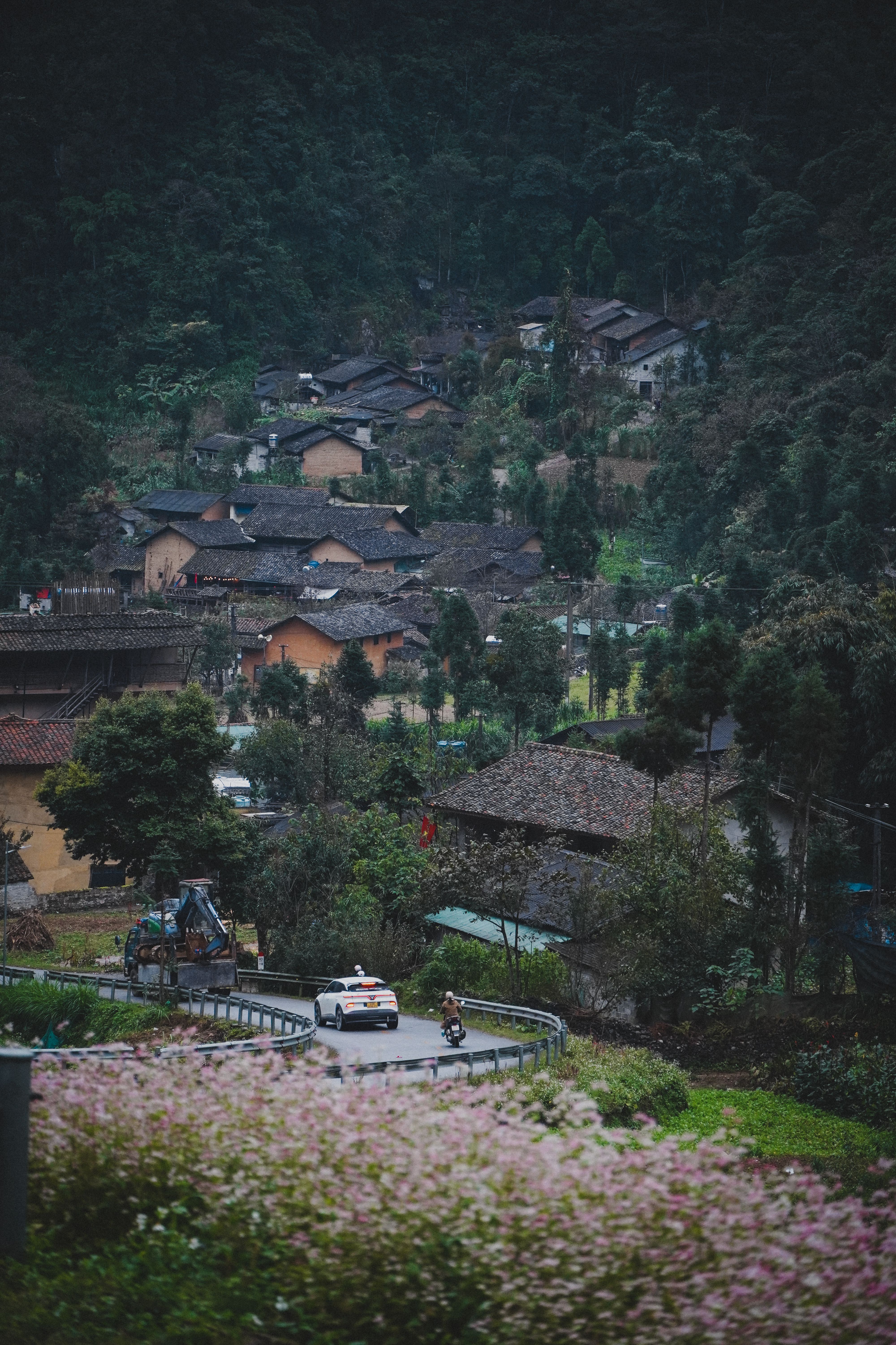Buckwheat flowers and village in Ha Giang November