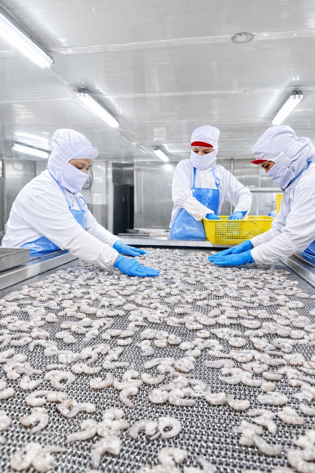 Zenka Net Quy Trình Cấp Đông IQF Là Gì? Tại Sao Hải Sản Zenka Luôn Giữ Trọn Vị T ...