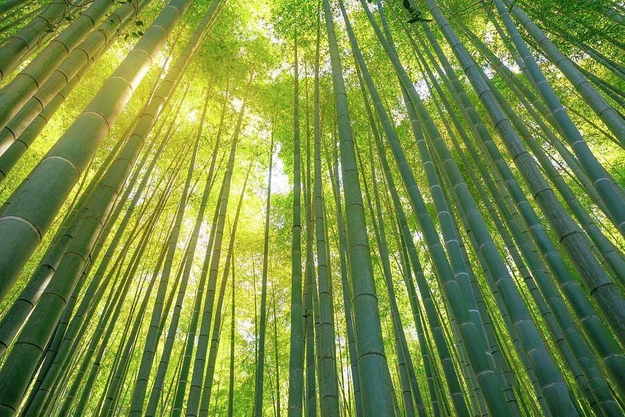 Classification of Bamboo in Vietnam for Handicrafts: Characteristics and Applications