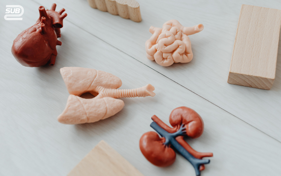 Thói Quen Ăn Uống Giúp Gan Và Thận Hoạt Động Hiệu Quả Hơn Cho Runner