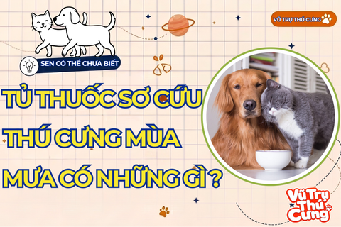 Tủ thuốc sơ cứu thú cưng mùa mưa lũ cần có gì? 5 món bất ly thân giúp bạn bảo vệ boss kịp thời trong thời điểm vàng