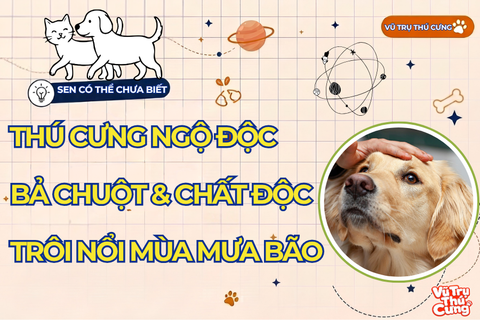 Quy Trình Cấp Cứu Thú Cưng Ngộ Độc Bả Chuột Hoặc Chất Độc Trôi Nổi Mùa Mưa Bão Ngập Lụt. Nhận Biết Dấu Hiệu Và Sơ Cứu Khẩn Cấp Chuẩn Y Khoa Cùng Vũ Trụ Thú Cưng