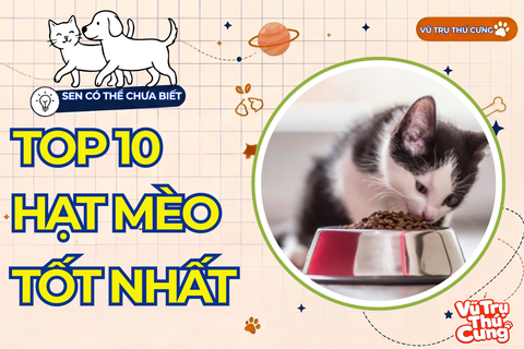 Top 10 Loại Hạt Cho Mèo Tốt Nhất 2026 – Hướng Dẫn Chọn Theo Độ Tuổi Và Sức Khỏe