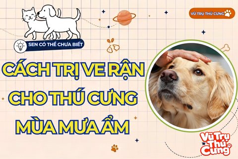 Khám Phá Cách Trị Ve Rận Cho Chó Mèo Hiệu Quả, Phòng Ngừa Nấm Da Và Viêm Kẽ Chân Mùa Mưa Ẩm Ướt