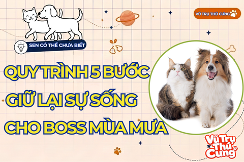 QUY TRÌNH 5 BƯỚC VÀNG GIỮ LẠI SỰ SỐNG CHO THÚ CƯNG MÙA MƯA LŨ