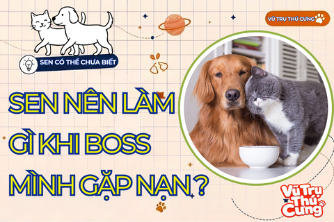 Sơ cứu thú cưng khẩn cấp trong 60 giây đầu: Nên làm gì, tránh gì để không làm boss đau nặng hơn?