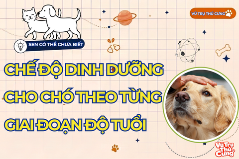 Chế Độ Dinh Dưỡng Cho Chó Theo Từng Giai Đoạn Từ Cún Con 2 Tháng Đến Trưởng Thành