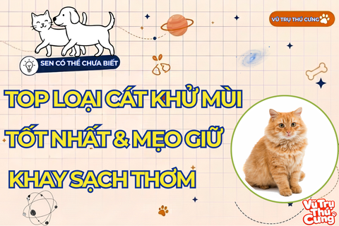 Khám Phá Các Loại Cát Cho Mèo Khử Mùi Tốt Nhất Hiện Nay Và Bí Quyết Giữ Khay Vệ Sinh Luôn Sạch Thơm Từ Vũ Trụ Thú Cưng!