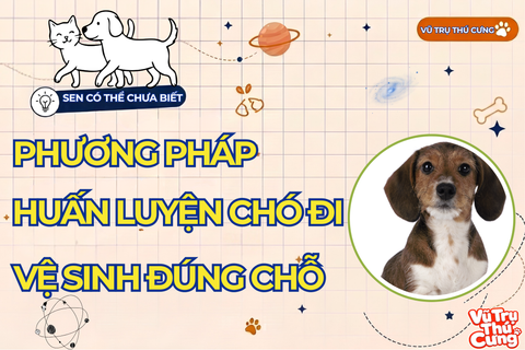 Bật Mí Phương Pháp Huấn Luyện Chó Đi Vệ Sinh Đúng Chỗ Tại Nhà Thành Công Chỉ Trong 7 Ngày Từ Vũ Trụ Thú Cưng!