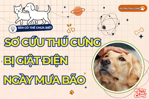 Sơ Cứu Thú Cưng Bị Giật Điện Khẩn Cấp Trong Mùa Mưa Bão. Nắm Vững Vguyên Tắc Ngắt Điện An Toàn Và Quy Trình Cứu Hộ Chuẩn !