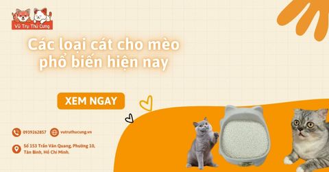 Các loại cát cho mèo phổ biến hiện nay