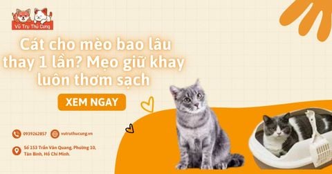 Cát cho mèo bao lâu thay 1 lần? Mẹo giữ khay luôn thơm sạch