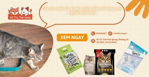 Cát cho mèo là gì và hướng dẫn sử dụng cho người mới nuôi