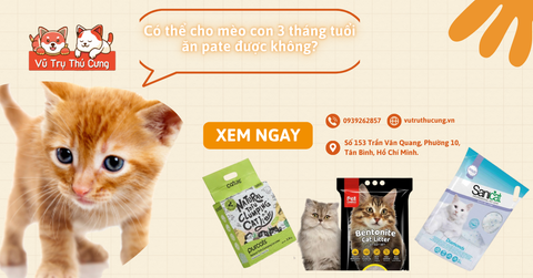 Có thể cho mèo con 3 tháng tuổi ăn pate được không?