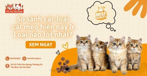 So sánh các loại cát mèo hiện nay & Loại nào tốt nhất?
