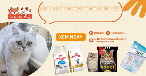 Top 5 loại cát cho mèo khử mùi tốt nhất 2025