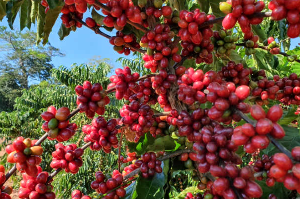 CafeClima: Nền Tảng Hỗ Trợ Nông Dân Trong Quyết Định Trồng Cà Phê Thích Ứng Khí Hậu