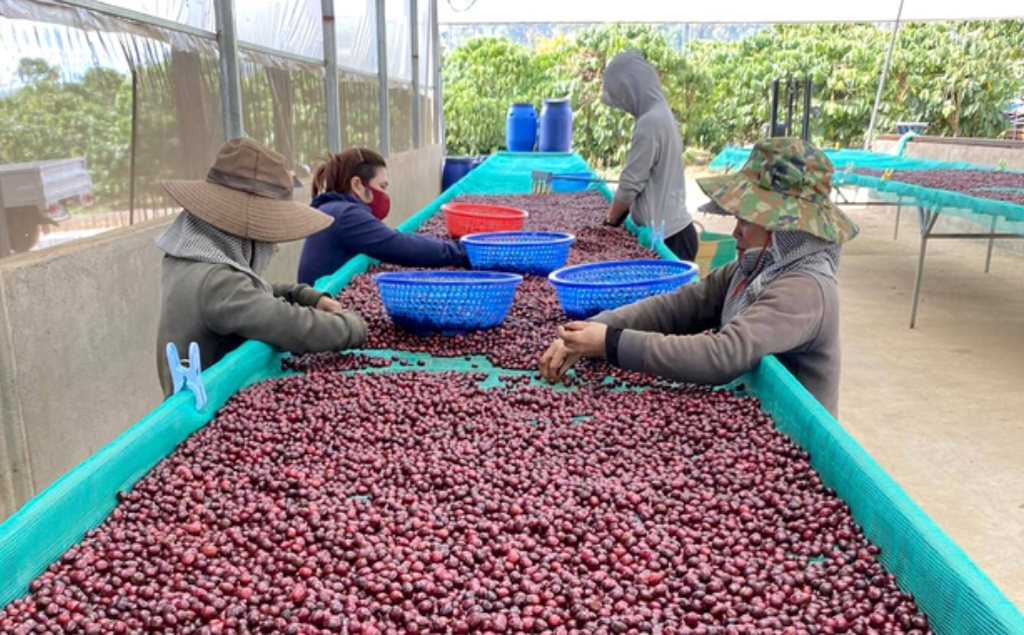 Xuất khẩu cà phê Việt Nam ghi nhận đà tăng trưởng ấn tượng ngay tháng đầu năm