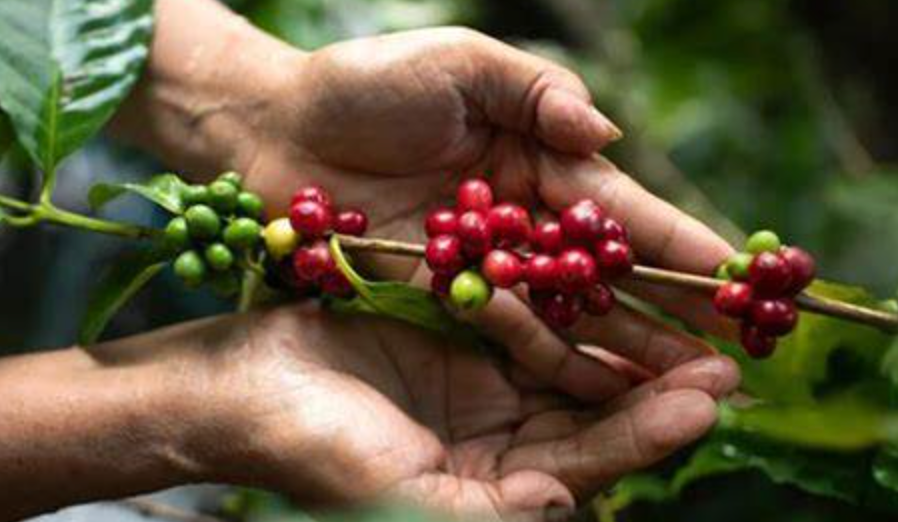 Tác động của Biến Khí Hậu Đến Ngành Cà Phê
