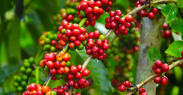 TÓM TẮT TIN TỨC NGÀNH CÀ PHÊ TUẦN NÀY