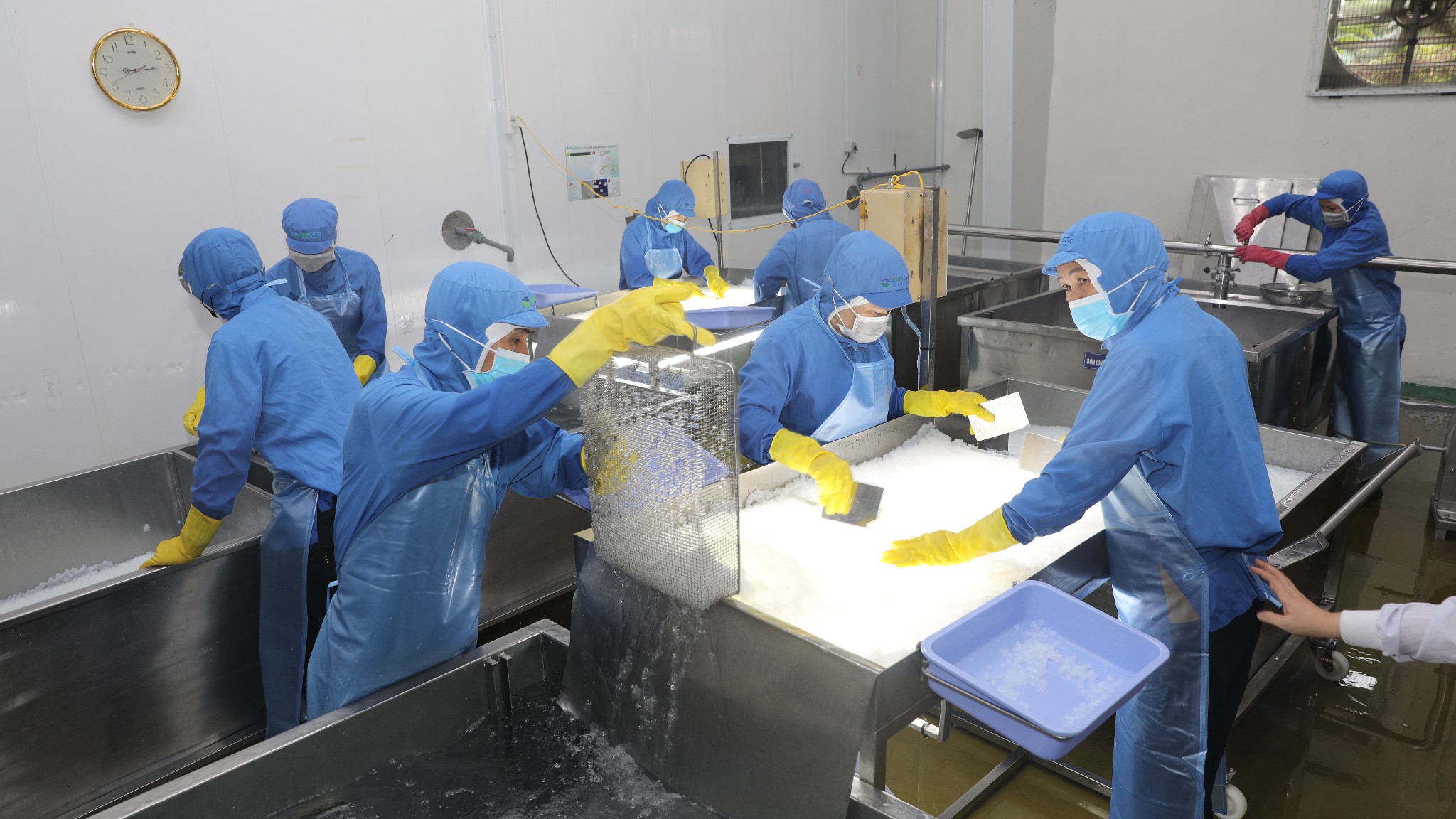 Quy trình làm thạch dừa đạt chuẩn quốc tế từ GC Food