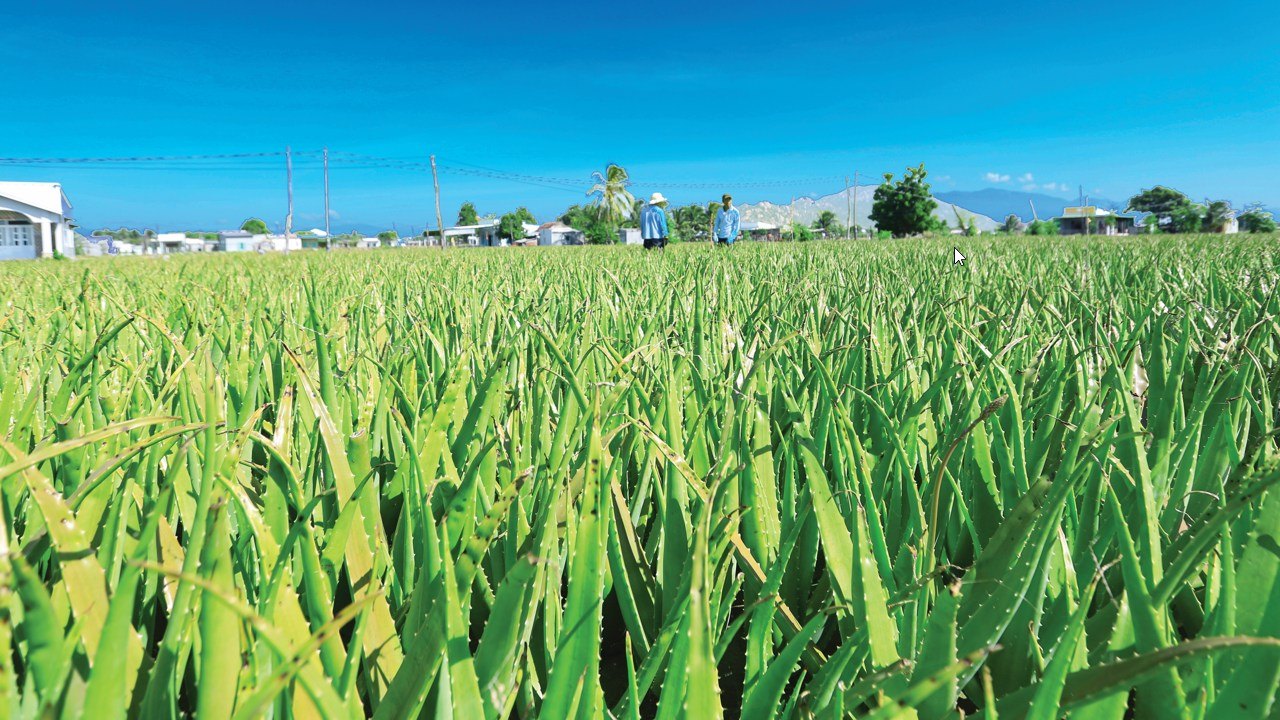 Cách chế biến nha đam để dùng dần mà không bị chảy nhớt